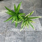 cây giả để bàn thiết mộc lan 55cm